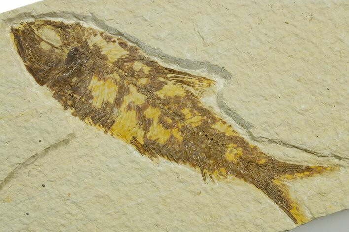 Detailed Fossil Fish (Knightia) - Wyoming #363897